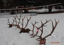 <p>H & A Outfitters, Inc. 2011 Hunting Photos. Elk, mule deer, mountain lion</p>