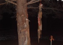 H&A Outfitters, Inc. 2011 Hunting Photos.  Elk, mule deer, mountain lion
