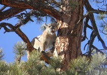 H&A Outfitters, Inc. 2011 Hunting Photos.  Elk, mule deer, mountain lion