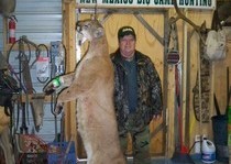 Mountain Lion Hunts