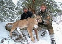 Mountain Lion Hunts