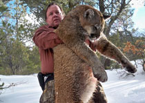 Mountain Lion Hunts