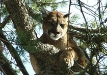 Mountain Lion Hunts