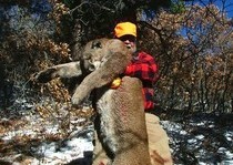 Mountain Lion Hunts