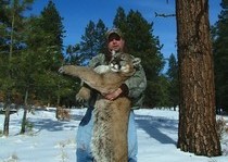 Mountain Lion Hunts