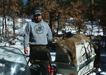 Mountain Lion Hunts