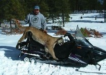 Mountain Lion Hunts