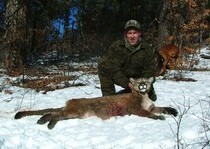 Mountain Lion Hunts