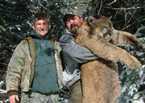 Mountain Lion Hunts