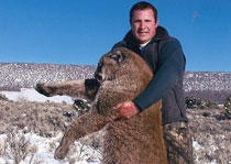 Mountain Lion Hunts