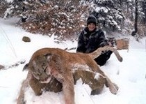 Mountain Lion Hunts