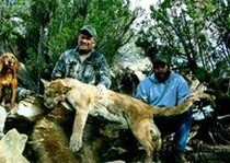 Mountain Lion Hunts