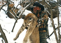 Mountain Lion Hunts