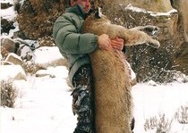 Mountain Lion Hunts