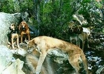 Mountain Lion Hunts