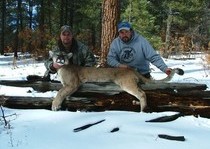 Mountain Lion Hunts